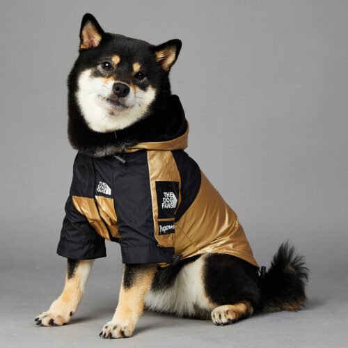 Perro llevando la chaqueta deportiva y moderna impermeable para perros, color negra y dorada