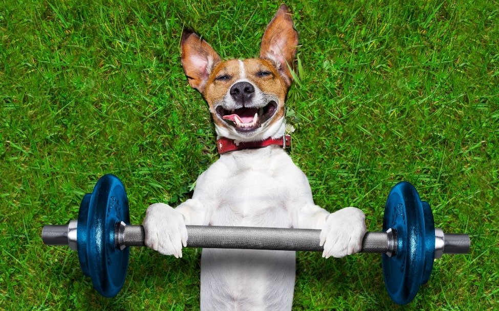 Perro sonriendo haciendo deporte con unas pesas