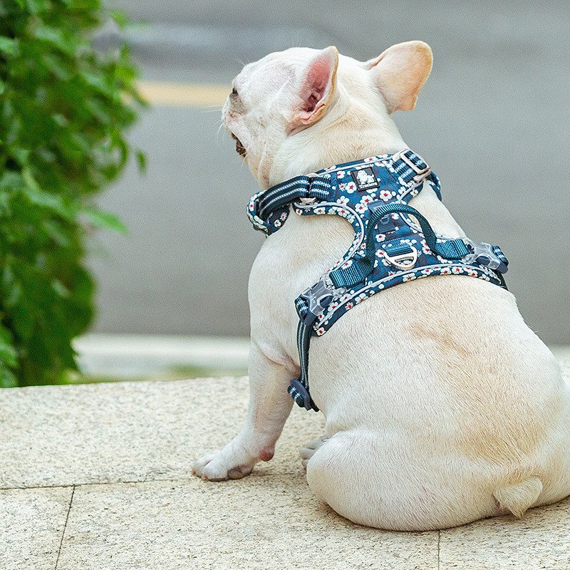 arnes-flores-raijuu-16.jpg Perro llevando el arnés azul de flores blancas