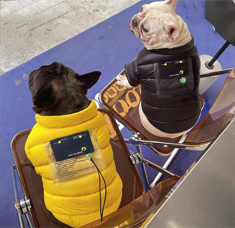 chaqueta-acolchada-moderna-raijuu-20.jpg Dos perros llevando los dos modelos diferentes