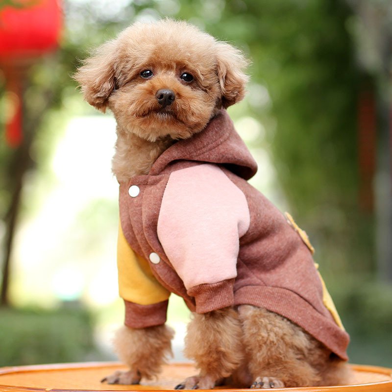chaqueta-elegante-otonyo-raijuu-10.jpg Perro llevando la elegante chaqueta otoñal de color café