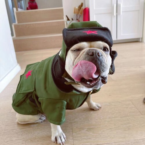 Perro llevando la el gorro y la chaqueta para perros estilo ejército de Corea
