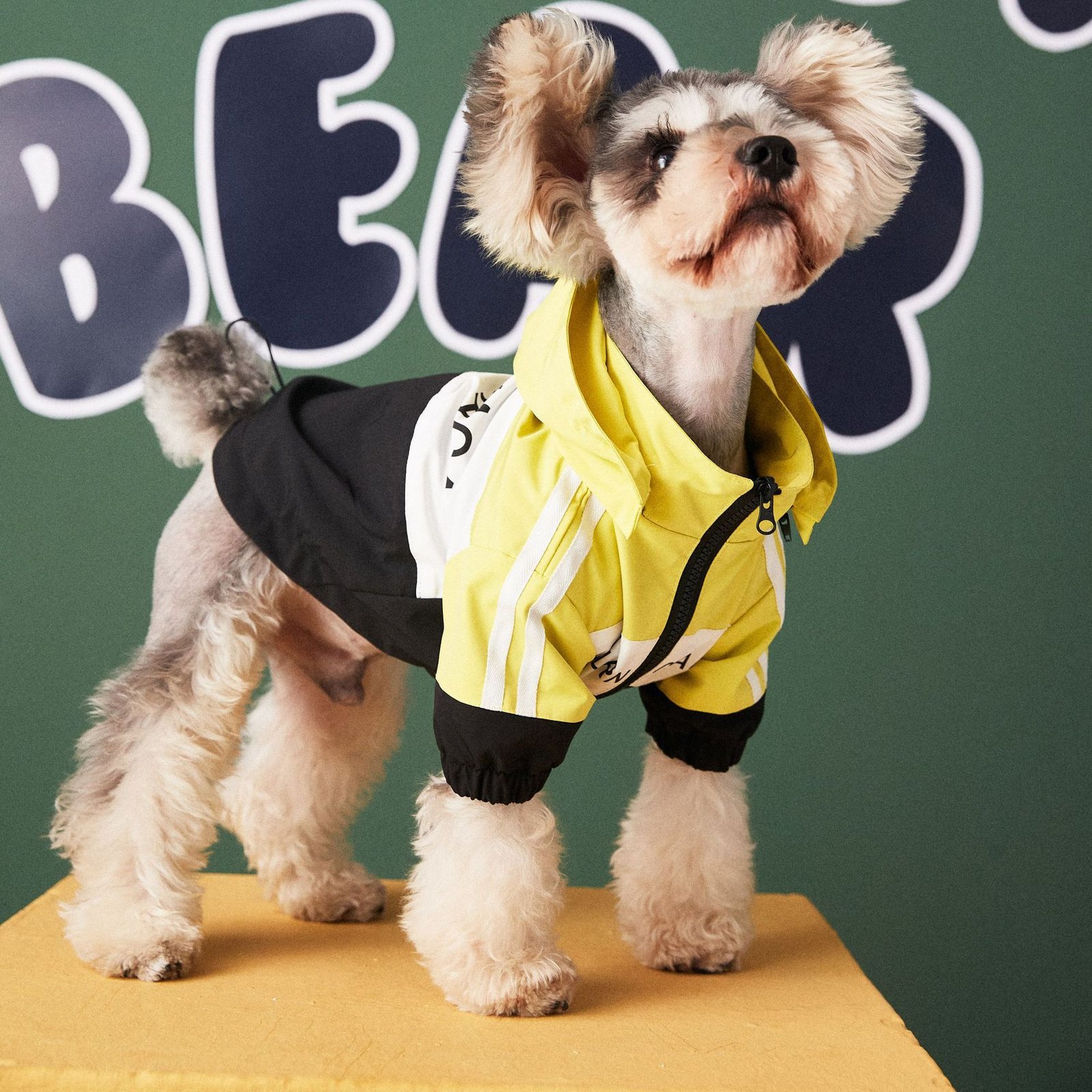 chaqueta-impermeable-deportiva-raijuu-13.jpg Chaqueta para perros impermeables estilo deportiva de color amarillo
