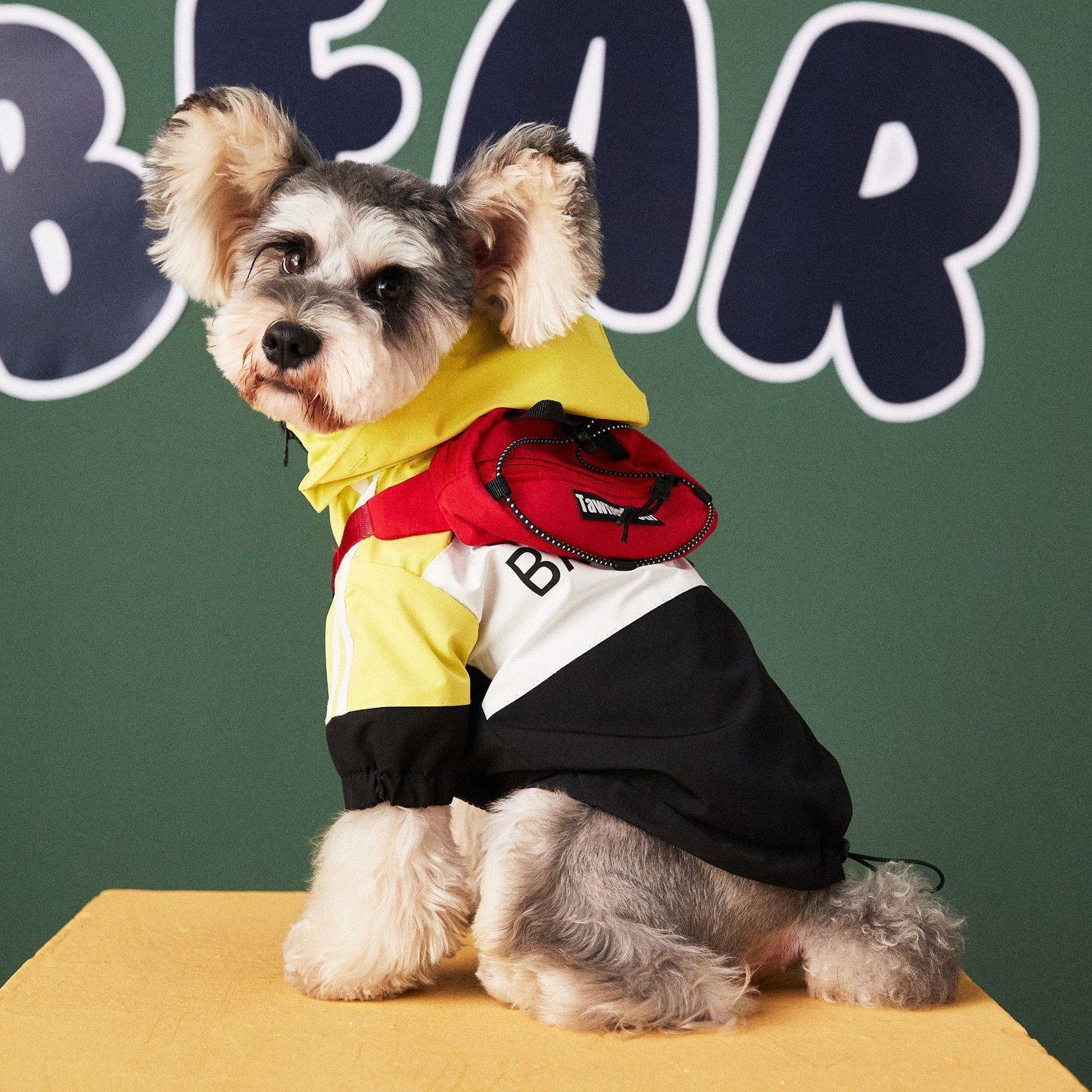 Perro llevando la chaqueta y una bandolera
