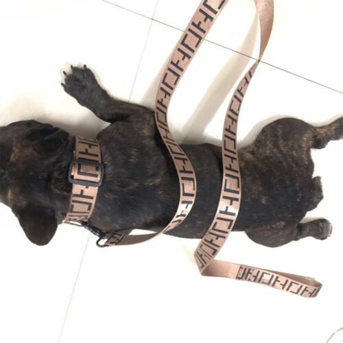 Perro con el collar y correa para perros étnica y moderna