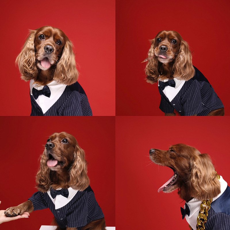 traje-boda-eventos-perros-raijuu-15.jpg Perro llevando el Traje para bodas y eventos para perros color azul marino