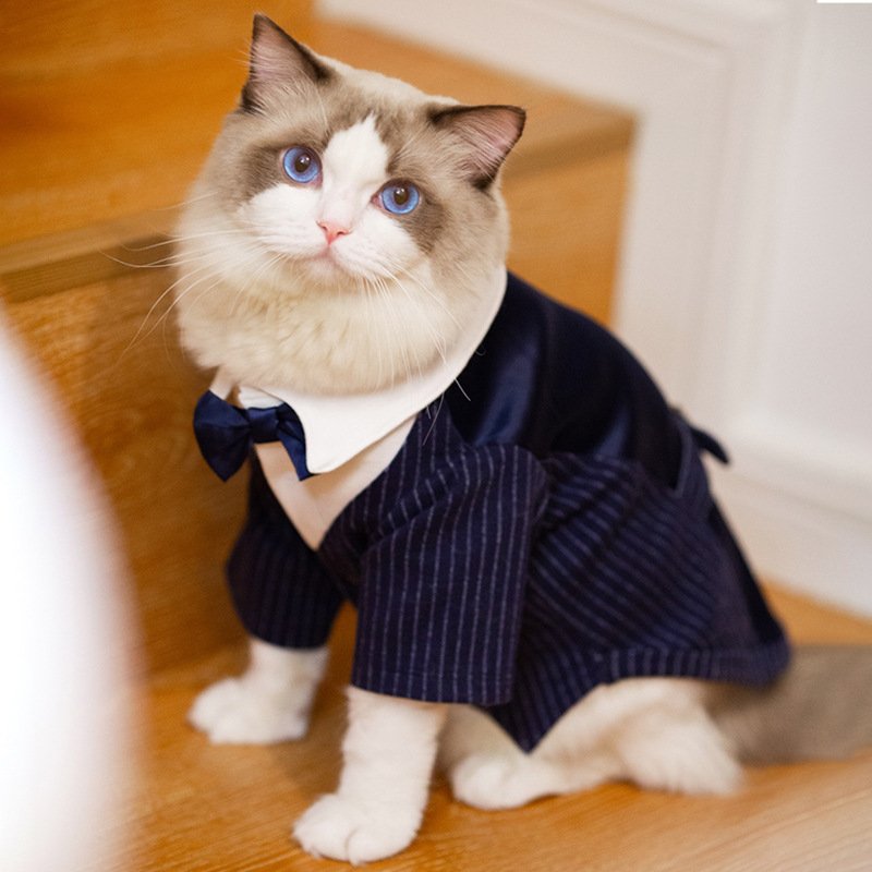 traje-boda-eventos-perros-raijuu-16.jpg Gato llevando el Traje para bodas y eventos para perros color azul marino