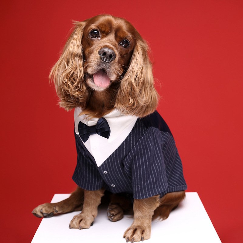 traje-boda-eventos-perros-raijuu-17.jpg Perro llevando el Traje para bodas y eventos para perros color azul marino