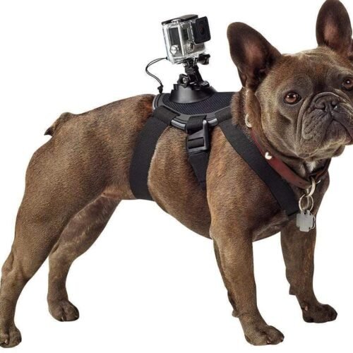 Perro llevando el arnés con acople para cámara GoPro