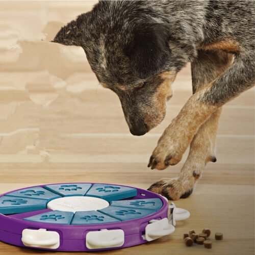 Perro jugando con el juguete interactivo de tipo “quesitos”